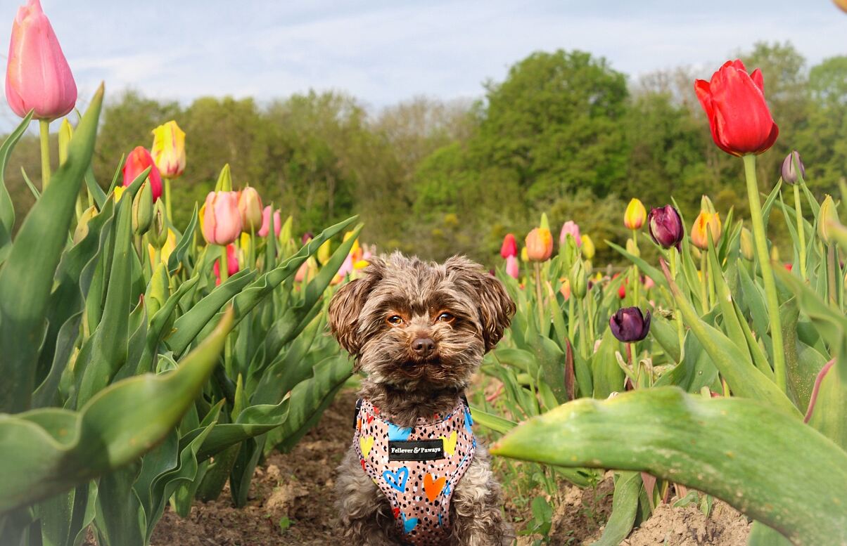 Hund_Theo_Fellever&Paways