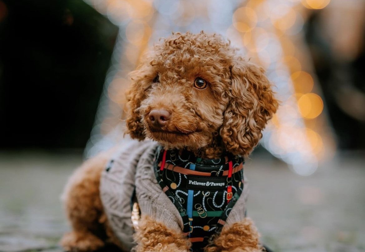 Bild 1: Pudel_Coffee_Fellever&Paways